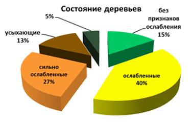 Обследование жизненного состояния деревьев в Партизанском районе