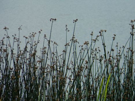 Цнянское водохранилище