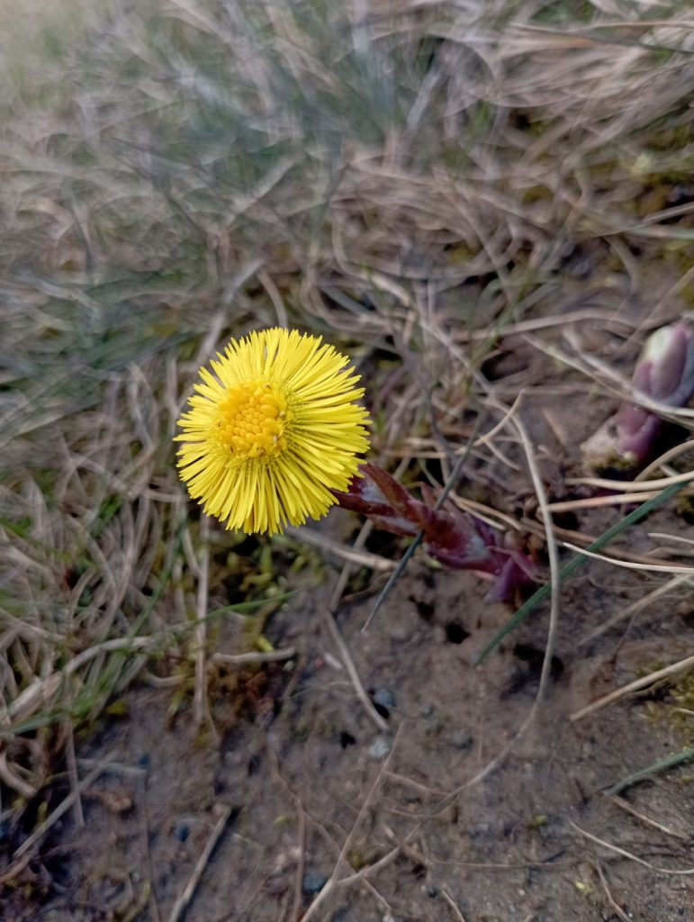 Erigeron macranthus Clear Blue русское название